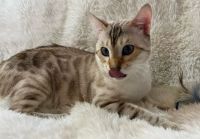 Bengal Cats for sale in Warren, Ohio. price: $2,200