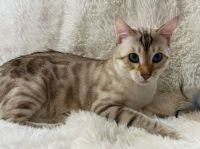 Bengal Cats for sale in Warren, Ohio. price: $2,200