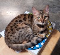 Bengal Cats for sale in Little Rock, Arkansas. price: $500