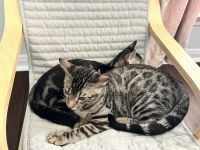 Bengal Cats for sale in Houston, Texas. price: $950