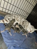 Bengal Cats for sale in Hampton, Virginia. price: $1,350