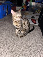 Bengal Cats for sale in Houston, Texas. price: $2,000