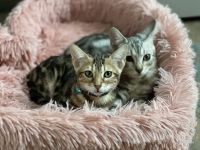 Bengal Cats for sale in Lititz, Pennsylvania. price: NA
