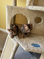 Bengal Cats for sale in Fogelsville, Pennsylvania. price: NA