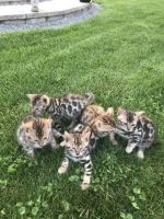 Bengal Cats for sale in East Berne, NY 12059, USA. price: $2,000