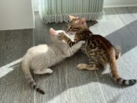 Bengal Cats for sale in Buffalo, Indiana. price: $550