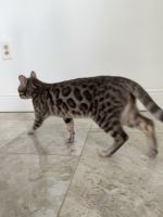 Bengal Cats for sale in Miami, Florida. price: $2,350