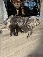 Bengal Cats for sale in Los Angeles, California. price: $500
