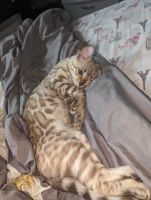 Bengal Cats for sale in Plantation, Florida. price: $2,000