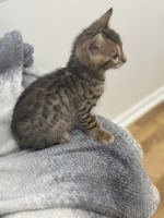 Bengal Cats for sale in Deerfield, Illinois. price: $1,400