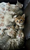 Bengal Cats for sale in Hilliard, Florida. price: $1,000
