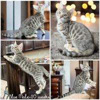 Bengal Cats for sale in Beaumont, California. price: $1,500