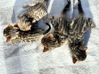 Bengal Cats for sale in Bristol, Vermont. price: NA