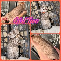 Bengal Cats for sale in Lancaster, Pennsylvania. price: $1,200