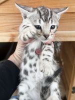 Bengal Cats for sale in Anderson, California. price: NA