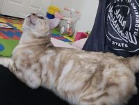 Bengal Cats for sale in Marion, Wisconsin. price: $1,000