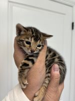 Bengal Cats for sale in San Diego, California. price: $1,300