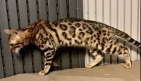 Bengal Cats for sale in Lake St Louis, MO 63367, USA. price: NA