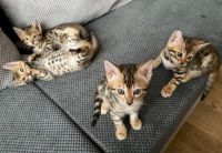 Bengal Cats for sale in Belle Mead, New Jersey. price: $200