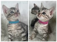 Bengal Cats for sale in Plattsburgh, NY, USA. price: $1,500