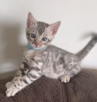 Bengal Cats for sale in Plattsburgh, New York. price: $1,800