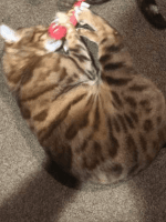 Bengal Cats for sale in Kent City, Michigan. price: $1