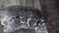 Bengal Cats for sale in Hilliard, Florida. price: $600