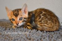 Bengal Cats for sale in Bristol, Vermont. price: NA