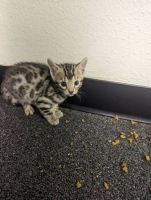 Bengal Cats for sale in Orlando, Florida. price: $400