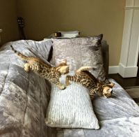 Bengal Cats for sale in Ashcamp, Kentucky. price: $100
