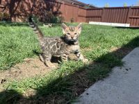 Bengal Cats for sale in Boise, Idaho. price: $1,000