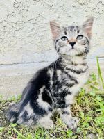 Bengal Cats for sale in Whittier, California. price: $250