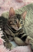 Bengal Cats for sale in Davenport, Iowa. price: $2,100