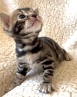 Bengal Cats for sale in Newport Beach, CA, USA. price: $1,800