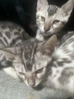 Bengal babies