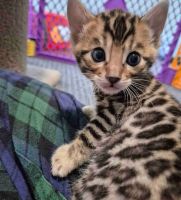 Bengal kittens looking for new homes
