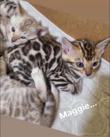 Bengal Cats for sale in Houston, TX, USA. price: NA