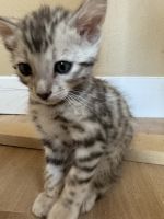 Bengal kitten