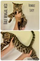 Bengal Cats for sale in Krakow, WI 54137, USA. price: $350