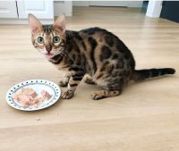 Bengal Cats for sale in O'Fallon, MO 63367, USA. price: $300