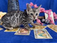 Bengal Cats for sale in Manassas, VA, USA. price: $2,400