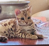 Bengal Cats for sale in Taneytown, MD 21787, USA. price: $2,500