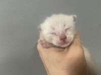 Bengal Cats for sale in Middletown, NY 10940, USA. price: $1,500