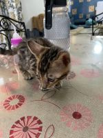 Bengal Cats for sale in Pune, Maharashtra, India. price: 45,000 INR