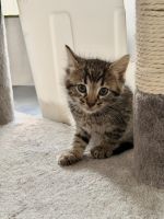 Bengal X Kittens Available