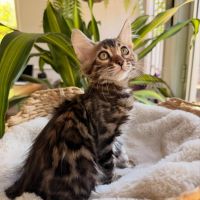 Bengal Cats for sale in Boston, MA, USA. price: $850