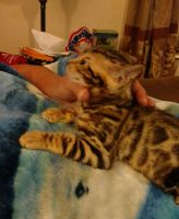 TICA Registered Bengal Kittens