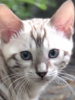 BENGAL SNOW KITTENS FOR SALE