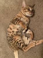 Bengal Cat