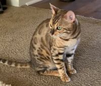 Bengal Cat